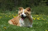 BORDER COLLIE 945
